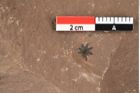 Foto (Detailansicht) von Antholithes stiriacus Kovar-Eder et Z.Kvacek sp.nov. (NHMW-GEO-2024-0188-0415)